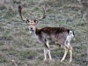 hirsch