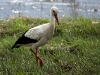 storch